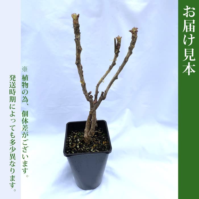 Amazon.co.jp: 花 苗 牡丹 15cmポット 桃色 ピンク 花苗