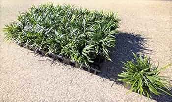 たまりゅう  タマリュウ 3色セット 玉竜 斑入り玉竜 黒竜 7.5-10.5cm 3色12個