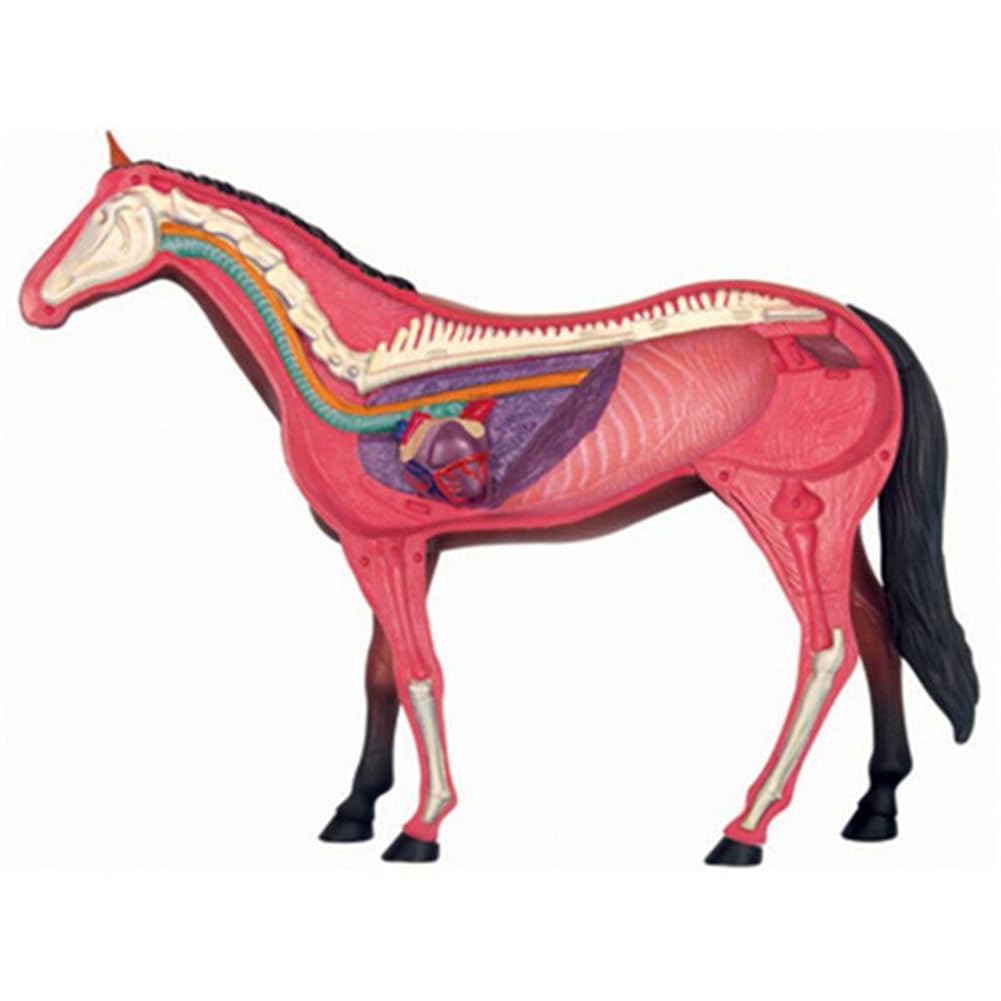 Modèle D'Anatomie D'Organe Animal 4D Cheval Intelligence Assemblage Jouet Enseignement Modèle D'Anatomie DIY Appareils Scientifiques Populaires