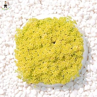 Nuevas semillas Kalash 200pcs Plant Mini Lithops suculenta por un color amarillo limón jardinería