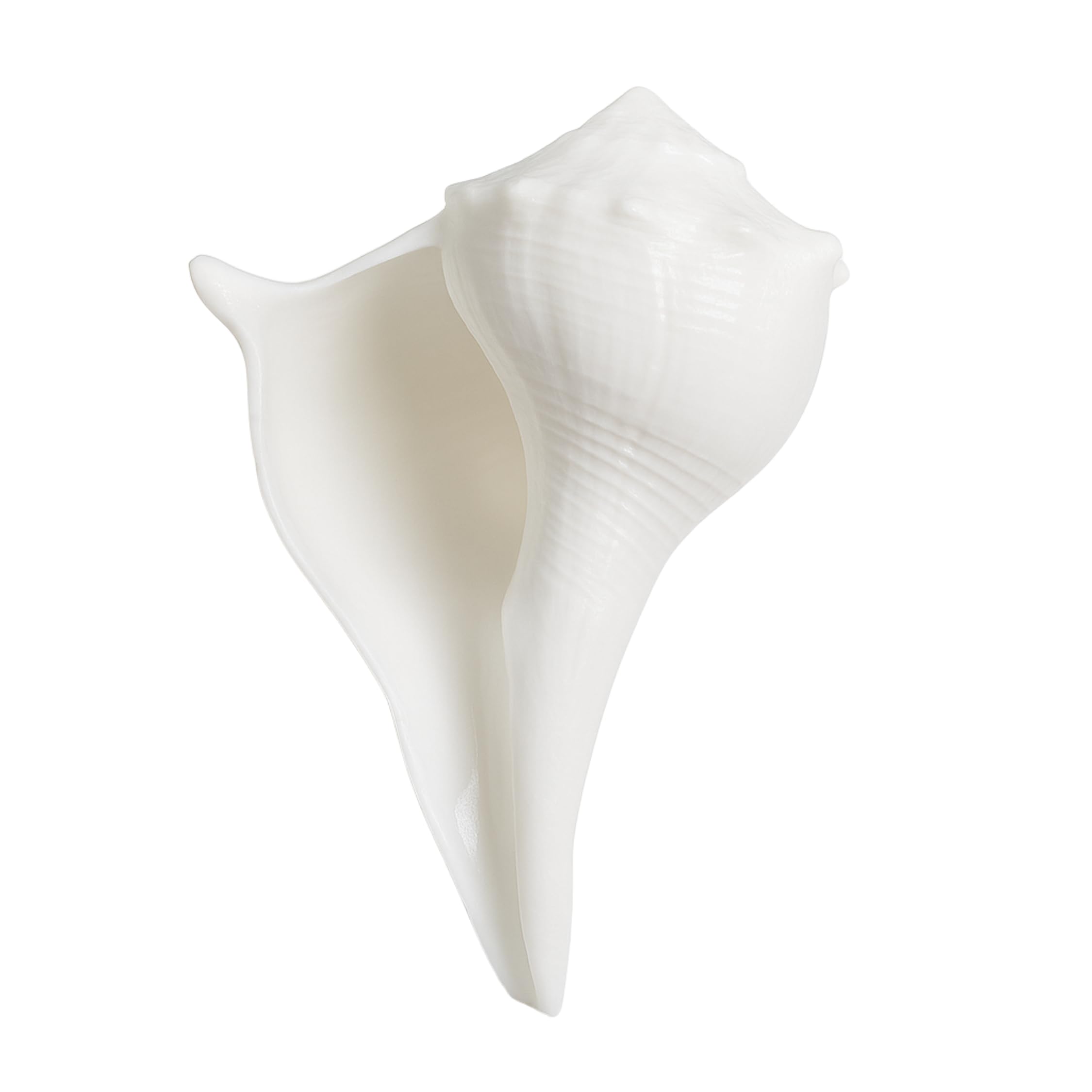 Dakshinavarti shankh, Natural Pooja Dakshinavarti Shankh Original from Rameswaram / दक्षिणावर्ती शंख / dakshinavarti shankh and Natural Size-4.5-5 inch,without stand.