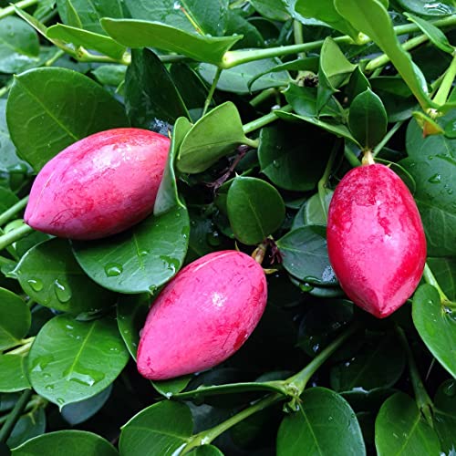 10 Natal Plum Seeds (Carissa Grandiflora) Edible Fruit Bush Shrub Seeds For Planting #TOP2