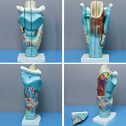 Modèle larynx magnifié anatomie AMITD détachable pour enseignement - 4