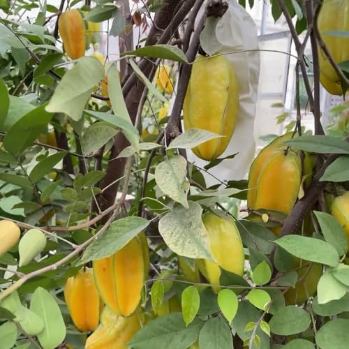 150 Pz Semi Di Frutti Stellati, Semi Di Frutta Piante Esotiche Resistenti Semi Dell'Albero Della Carambola - Averrhoa Carambola - Semi Biologici Frutta Fresca Piante Decorative Di