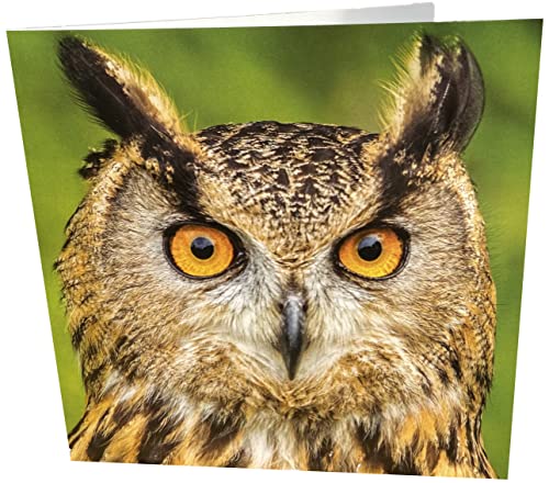Maturi Owl Photographic Blank Birthday Greetings Card, 6" x 6" Square