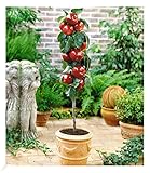 BALDUR Garten Befruchtersorte Apfel 'Gala', 1 Pflanze, essbare Früchte, Säulenapfel Säulenobst winterhart, platzsparende Säule für kleine Gärten, Balkone & Terrassen, blühend, Malus domestica