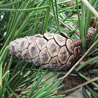 Pinus thunbergii (Japanese Black Pine) Tree Seed by MySeeds.Co, You Choose The Quantity (1/4 oz (343 Seed))