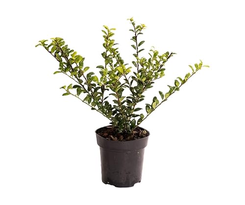 Agrifoglio giapponese Ilex crenata Convexa pianta ornamentale in vaso ø10 cm h 20/30 cm Vivaio di Castelletto