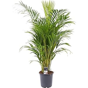 Dypsis Lutescens Areca Palm | ↑ 50-60cm | Ø 17cm