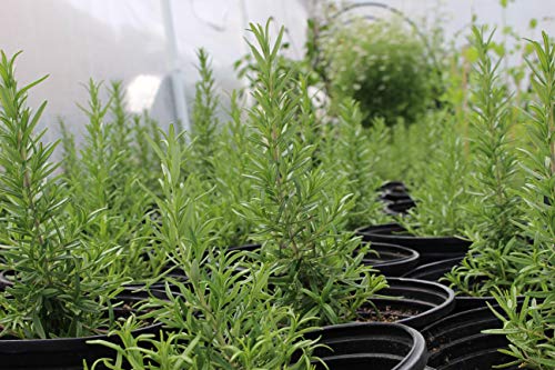 Insect Frass : Organic Fertilizer 1 Pounds - Image 5