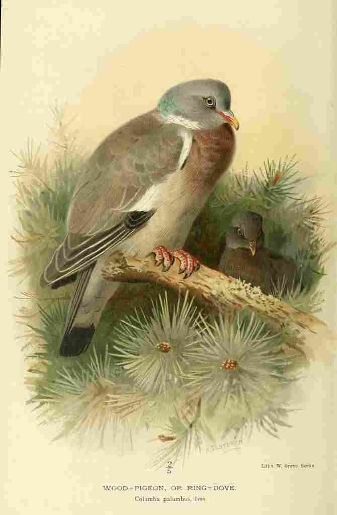 A4 Photo Thorburn Archibald 1885 Pigeon Wood Print Poster