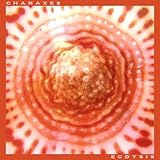 charaxes brutus natalensis  Ecdysis