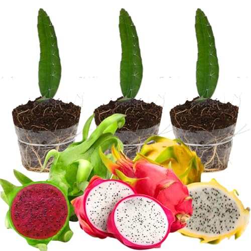 Set of 3 Random Dragon Fruit Plants Live, 4-7 Inches