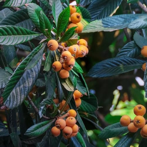 Semi di nespolo, nespolo, giapponese, balcone 15pcs