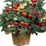 NIKITOVKA Seeds Cherry Tomato Linda, Red (40 Seeds) Non GMO Open Pollinated for Planting