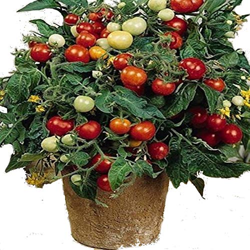 NIKITOVKA Seeds Cherry Tomato Linda, Red (40 Seeds) Non GMO Open Pollinated for Planting NIKITOVKA Seeds Cherry Tomato Linda, Red (40 Seeds) Non GMO Open Pollinated for Planting
