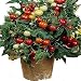 Nikitovka Cherry Tomato Linda 40 Seeds Non GMO Open Pollinated Organically Grown for Garden Planting