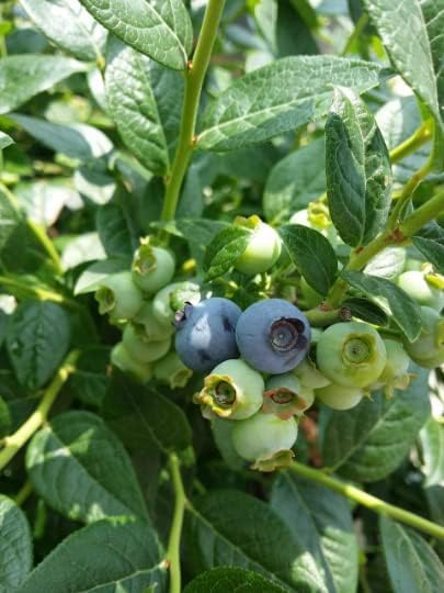 Plantas de arándanos Reka en un cultivo orgánico de 3.5 pulgadas, listas para plantar. (5)