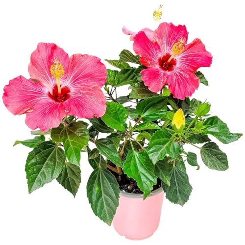 Tropical Plants of Florida Pink Hibiscus Bush Dwarf