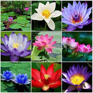 Mix Colour Lotus Seeds Home Garden Pack- 20 Fresh Seeds (B09NSZZKFC) Amazon Price History, Amazon Price Tracker