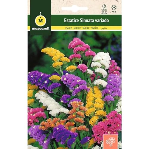 Mascarell Semillas, ESTATICE VARIADA, Semillas Flores Exterior para Decoración, 0,5 Gramos