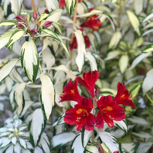 alstroemerias en macetas resistentes alstroemerias de jardín de rocas jardín semillas pradera, sombra Decoración sala estar con en macetas semillas 900semillas