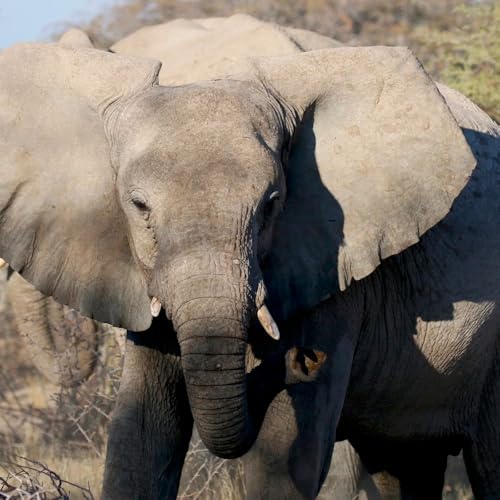 『014.2 Elephant Conservation with mate spanisberger』のカバーアート