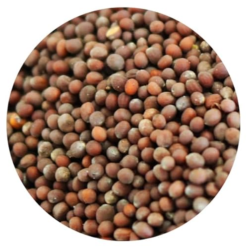 uE}X^[hV[h 300 Ji_Y Ji_No,1O[h z[Ch}X^[h XpCX Brown mustard seed spice h spice sujino ؖ쏤X