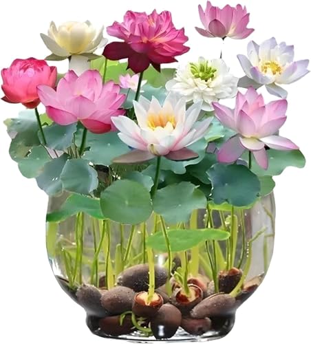 Image of 100% Japanese Rain bow Lotus Flower Seeds, Dwarf Rainbow Flower Seed, Rainbow Lotus Flower Seeds for Home Decor Kamal Gatta Seed, Home Gardening (Pack of 90)