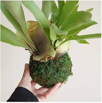 Amazon｜コウモリラン ビカクシダ ワイヤー付 苔玉 観葉植物 本物 卓上