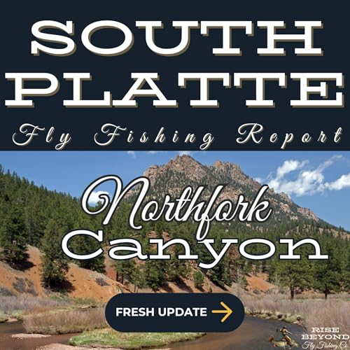 North Fork South Platte Report – Bailey (Sept 23, 2025): Tricos & BWOs in Clear Water cover art
