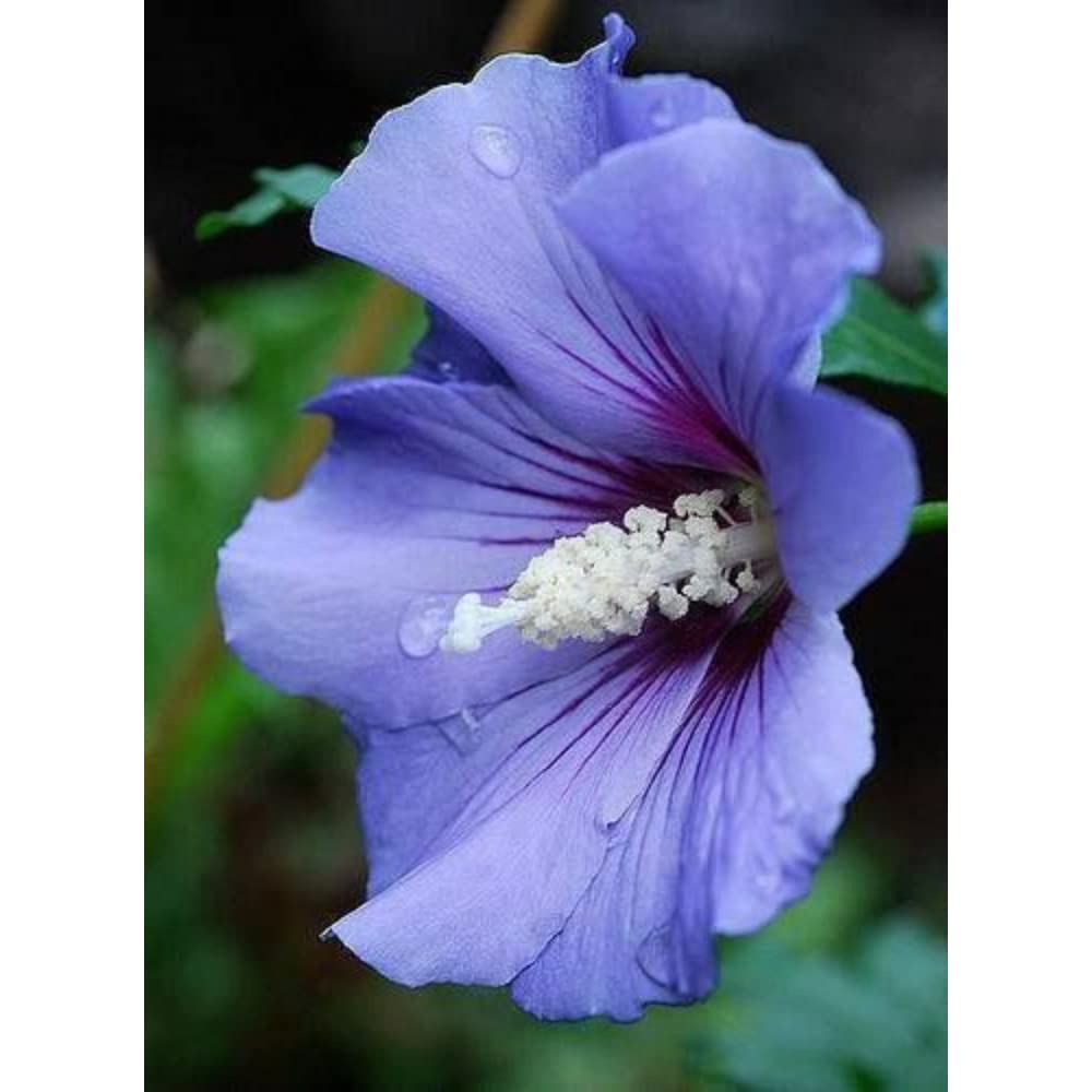 Eroanvia Blue Hibicus Flower Plant Hybrid Gudhal Tree 17 Inch Teal Pb5 Healthy Hybrid Live Plant For Home Garden (B0BTPYJW5P) Amazon Price History, Amazon Price Tracker