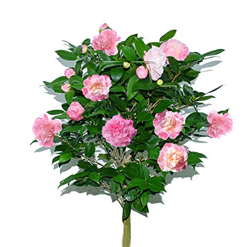 20pcs Semillas Flores Camelia, Flores Ornamentales con Flores Grandes Multicolores para Jardin Maceta Patio