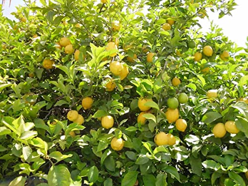 Meyer Lemon Tree Live Plant Starter Plug Citrus Plant No Ship To Id, Or, Wa, Ca, Az, Tx, Al, Ga, Fl, Hi Planting Perennial Garden #TOP7