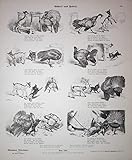 Böckerl und Pockerl. - Truthahn Ziege Hund Mops comic Münchener Bilderbogen Nr. 723