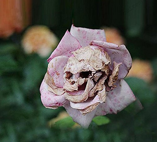 TTmart Store The Death Rose Seeds Rare and Mysterious Plant Species of Snapdragon Flower Seed pods Skull 10PCS