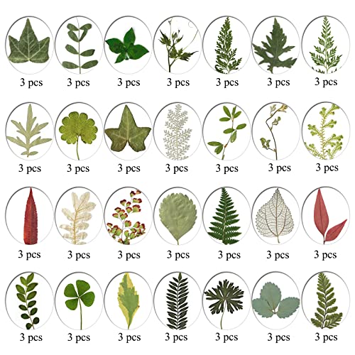 Flores prensadas secas naturales 176 piezas para manualidades miniatura 6
