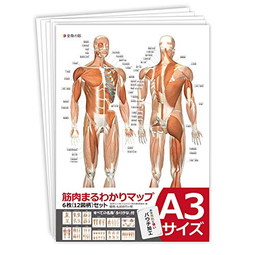 筋肉まるわかりマップ(両面イラスト6枚セット) (490461335X) Amazon価格推移・価格追跡
