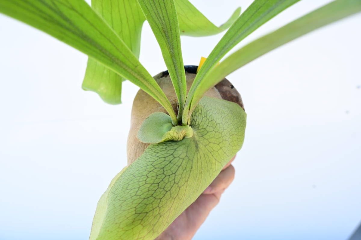 ビカクシダ（P.Moose） ビカクシダ Platycerium Moose(hillii × alcicorne)【357