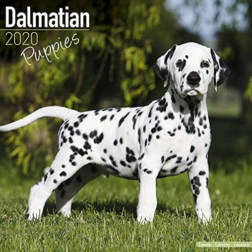 What Is The Cost Of A Dalmatian Puppy