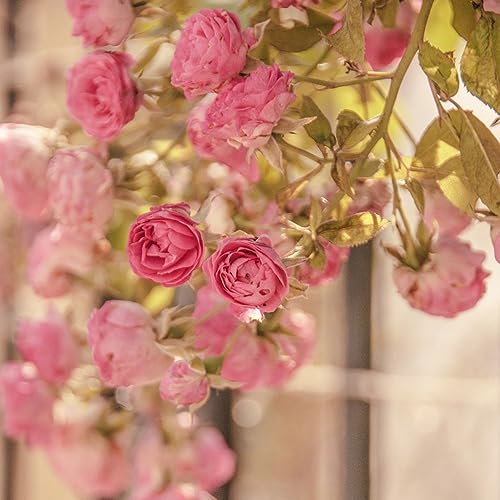 Eustoma Im Topf Kaufen Die 15 besten Produkte im Vergleich