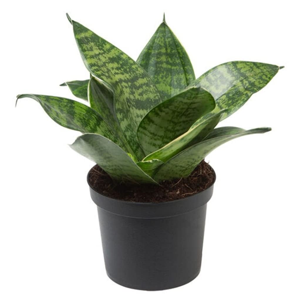 See full amazon price history chart for NewLeaf Air Purifier Plant, Snake / Sansevieria Plant - (Green Plant with Nursery Pot), (PTS23) NewLeaf Air Purifier Plant, Snake / Sansevieria Plant - (Green Plant with Nursery Pot), (PTS23) (B09DH8YRVN) Amazon Price History, Amazon Price Tracker