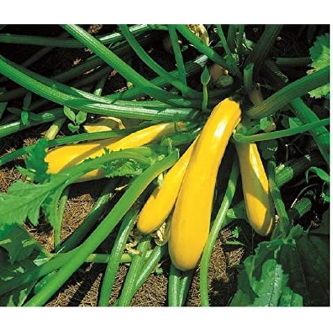 Premier Seeds Direct Golden Courgette Seeds Cover