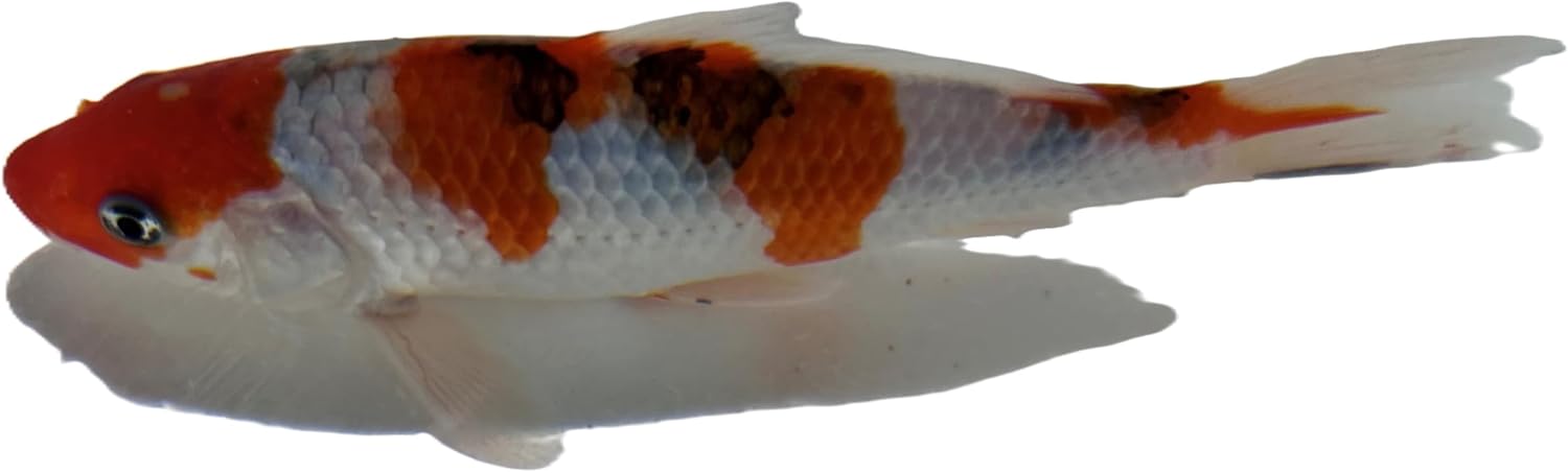 Aztec Super Led Light 100w