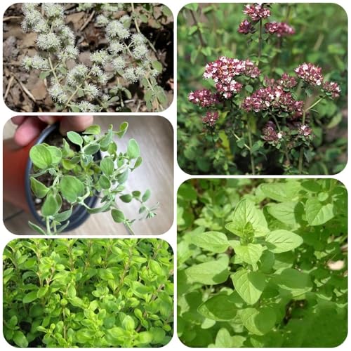 Semillas de mejorana, semillas de origanum majorana, jardín orgánicas semillas de Las de jardín de rocas son resistentes 400pcs