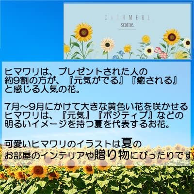 スコッティ カシミヤ ティシュー 2組 ヒマワリパッケージ 440枚