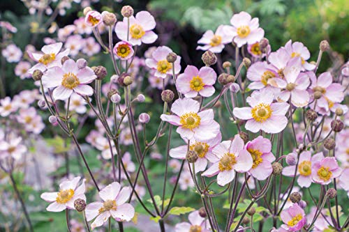 Anemone hupehensis 'Anemone' 15 semi, giapponese Windflower