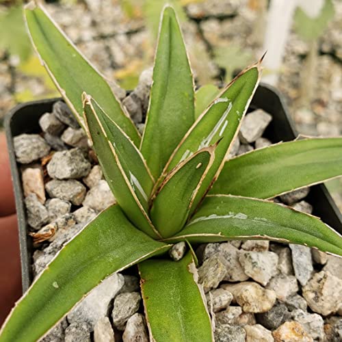 Agave Victoria Reginae Variegata Cacti Cactus Succulent Real Live Plant #TOP3