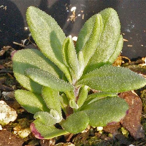 Seed Needs Lavender Seeds for Planting a Variety of Lavandula Plants - Non-GMO Heirloom & Untreated Herb Seed to Plant an Outdoor Home Grown Lavender Garden - Medicinal/Culinary (4 Packs) - Image 4