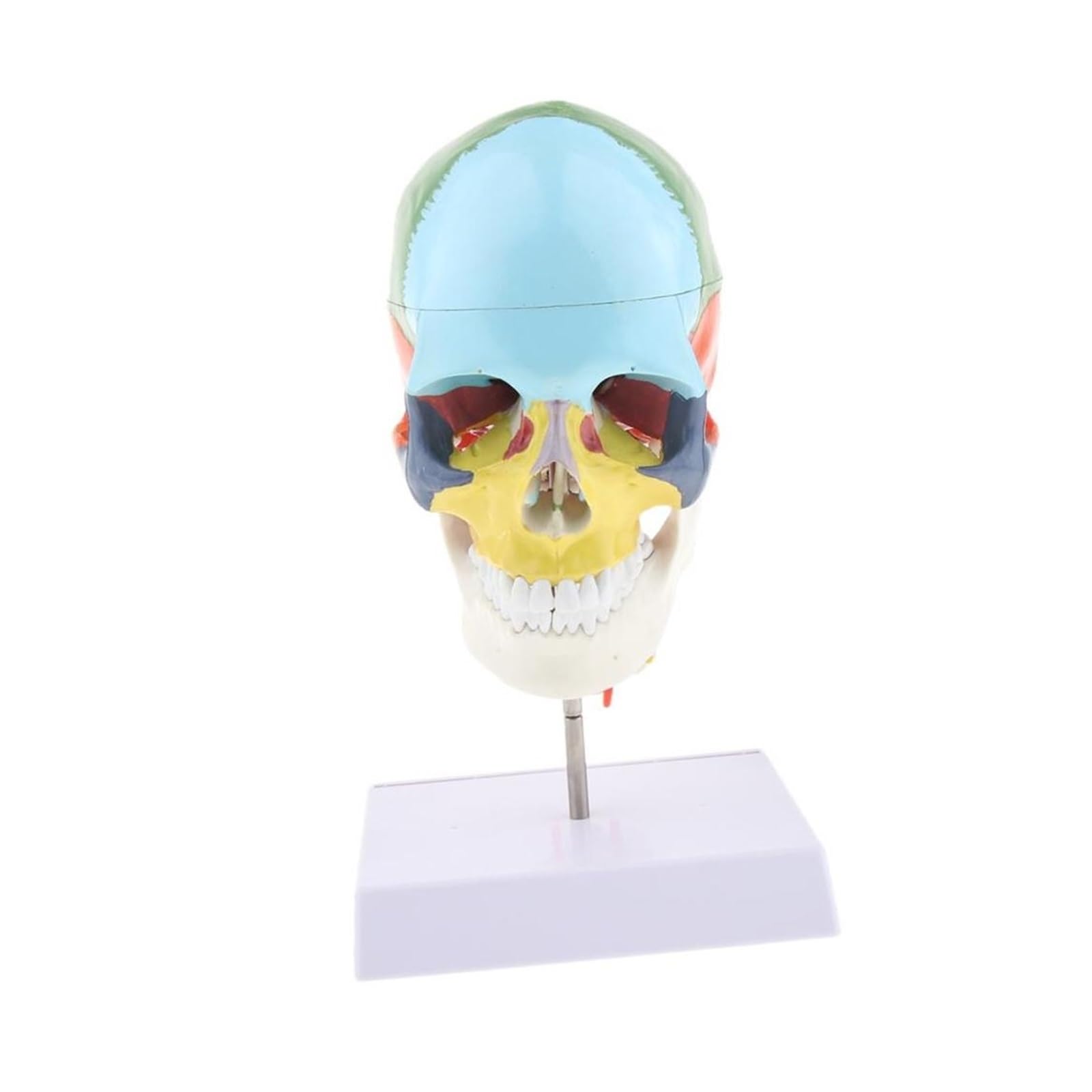 Esqueleto de anatomía humana, modelo anatómico con huesos colores, escultura vértebra cervical médica
